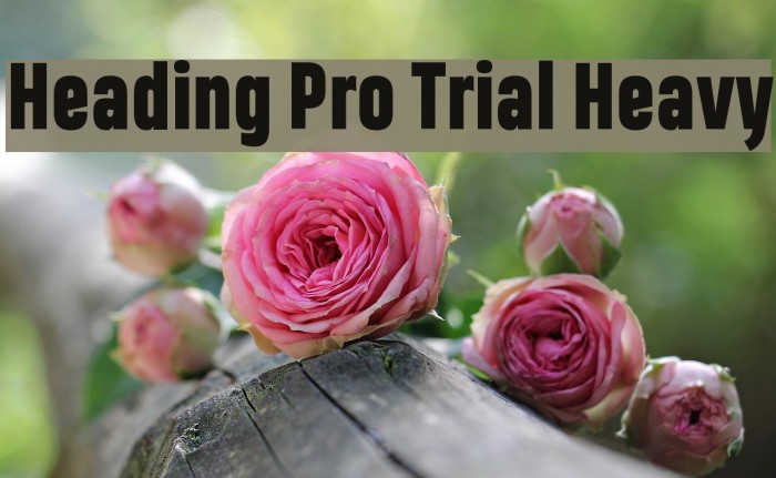 Heading Pro Trial Heavy Example 3