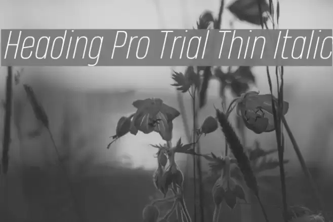 Heading Pro Trial Thin Italic Font examples