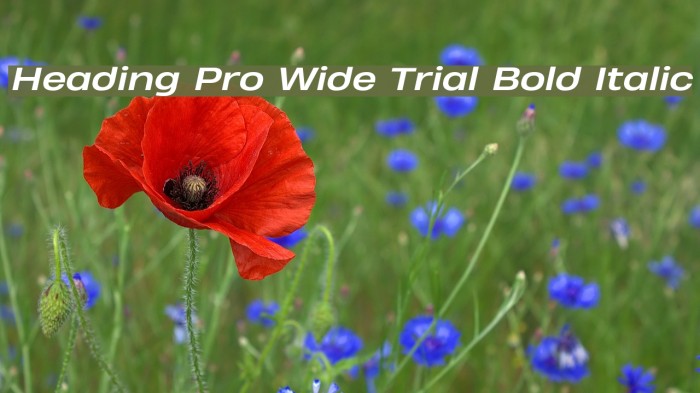 Heading Pro Wide Trial Bold Italic Example 3