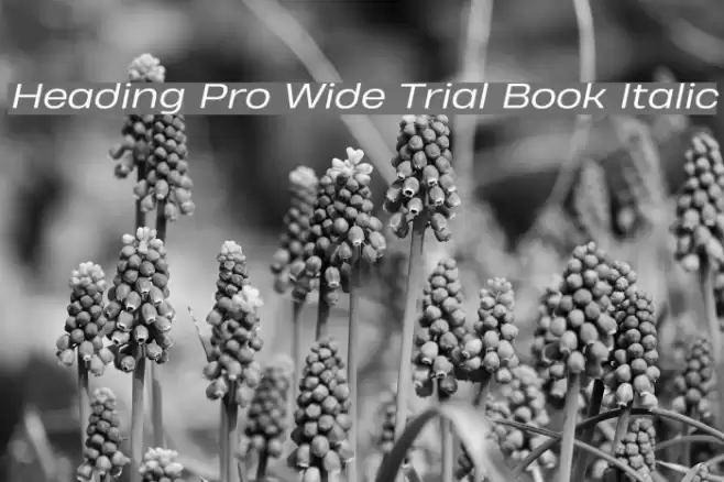 Heading Pro Wide Trial Book Italic Font examples