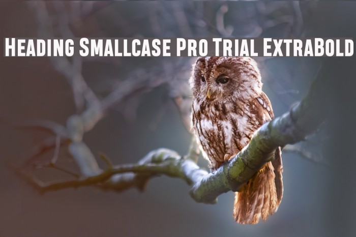 Heading Smallcase Pro Trial ExtraBold Шрифта examples