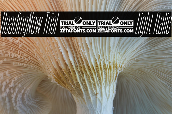HeadingNow Trial 02 Light Italic Example 3