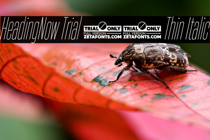 HeadingNow Trial 11 Thin Italic Example 3