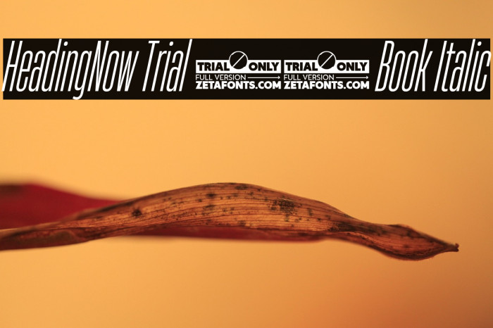 HeadingNow Trial 13 Book Italic Example 1