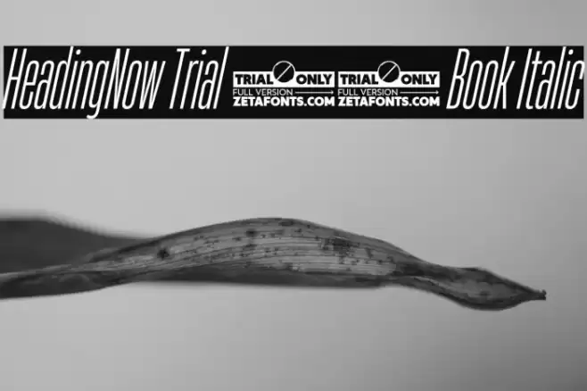 HeadingNow Trial 13 Book Italic Font examples