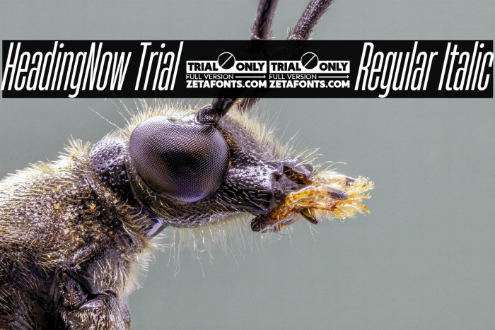 HeadingNow Trial 14 Regular Italic Example 2