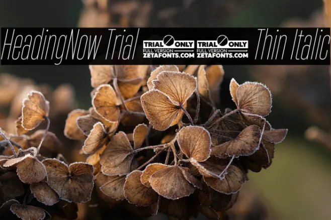 HeadingNow Trial 21 Thin Italic Example 3