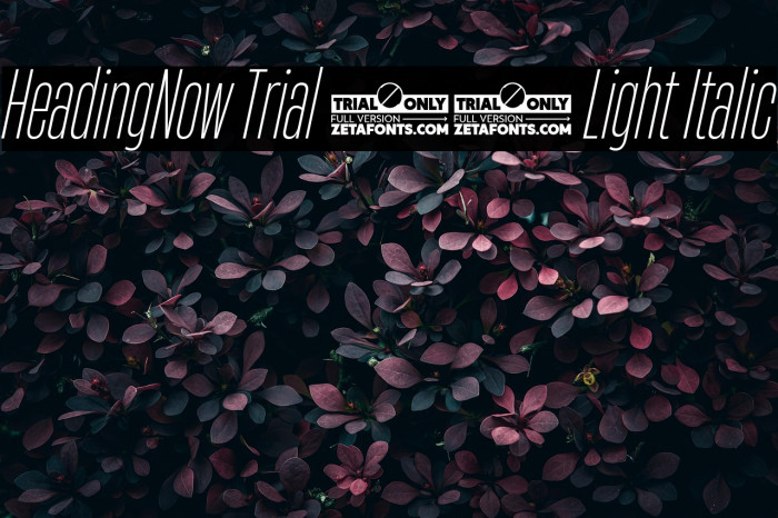 HeadingNow Trial 22 Light Italic Example 3