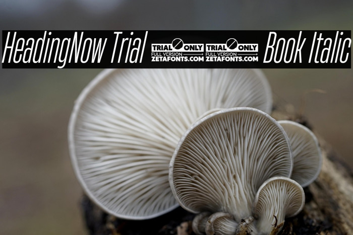 HeadingNow Trial 23 Book Italic Example 1