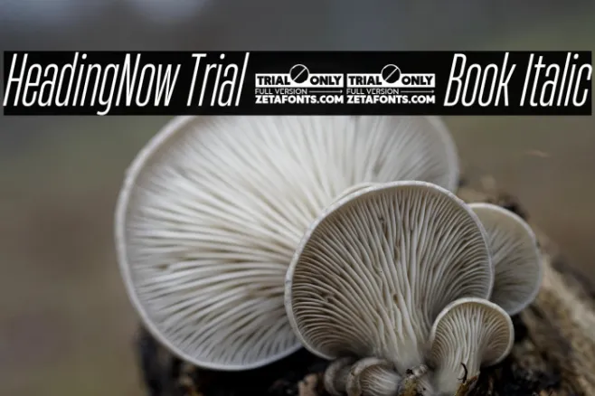 HeadingNow Trial 23 Book Italic Example 1