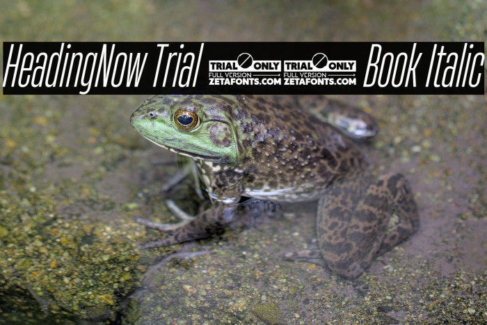 HeadingNow Trial 23 Book Italic Example 3