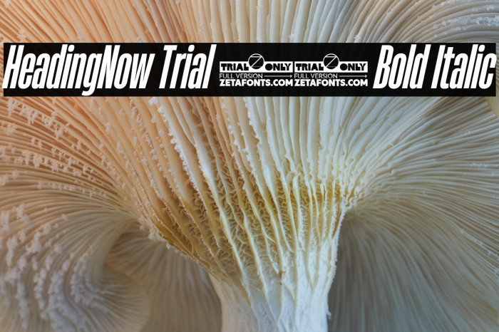 HeadingNow Trial 26 Bold Italic Example 2