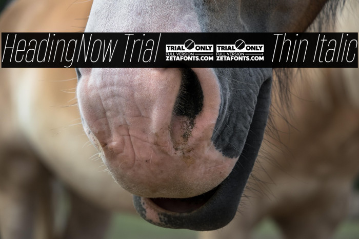 HeadingNow Trial 31 Thin Italic Example 3