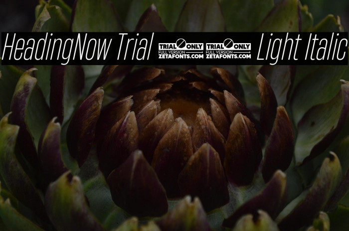 HeadingNow Trial 32 Light Italic Example 2
