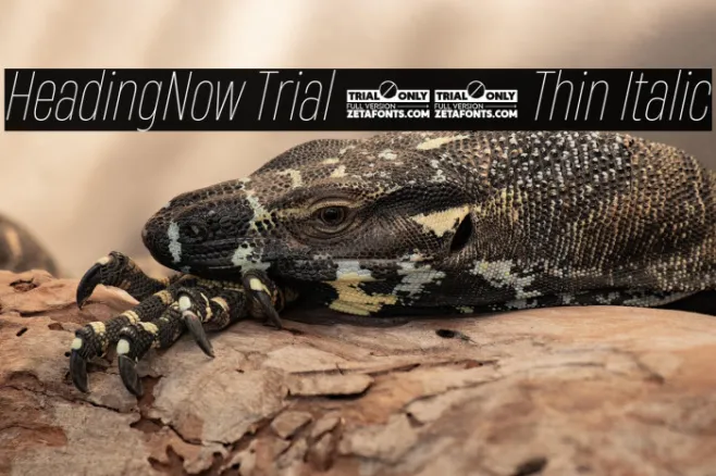 HeadingNow Trial 41 Thin Italic Example 1
