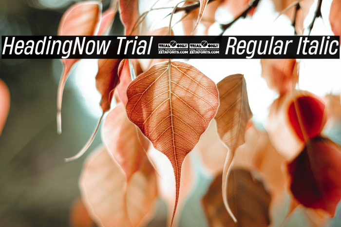 HeadingNow Trial 54 Regular Italic Example 3
