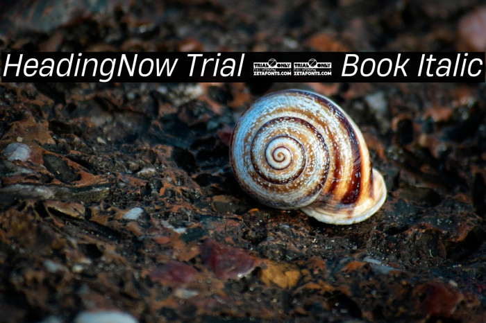 HeadingNow Trial 63 Book Italic Example 2