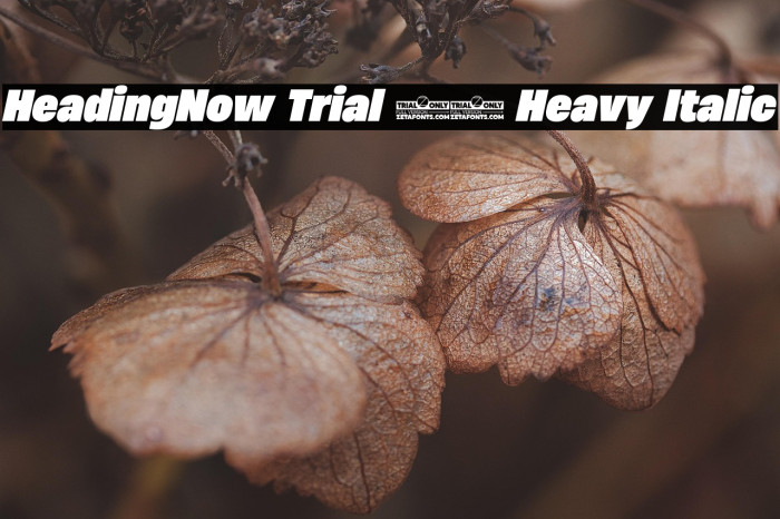 HeadingNow Trial 68 Heavy Italic Example 3