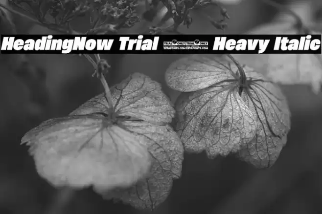 HeadingNow Trial 68 Heavy Italic Font examples