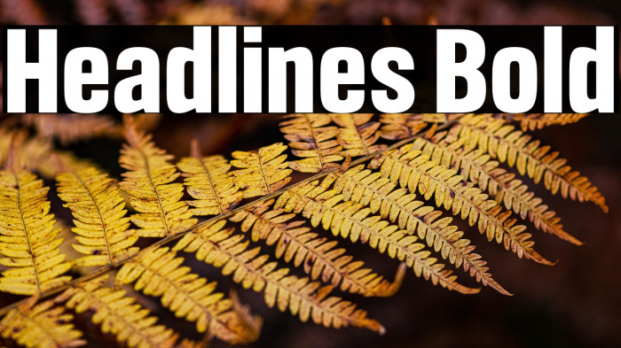 Headlines Bold Example 2