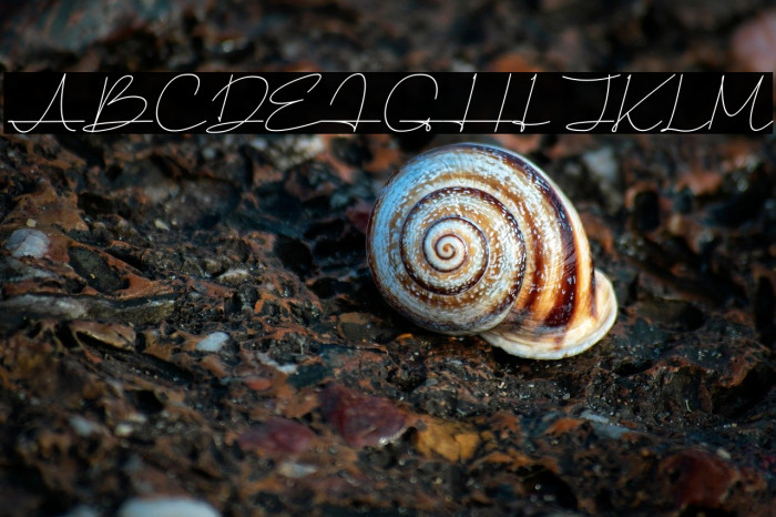 Healing Fairy Light Italic Example 2