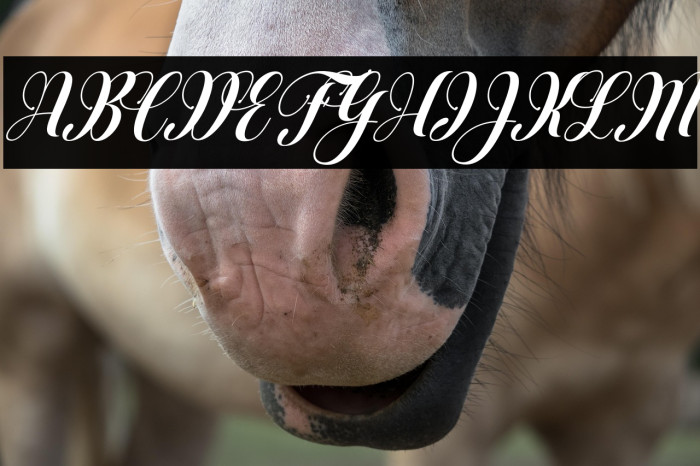 Heartbeatitalic Example 3