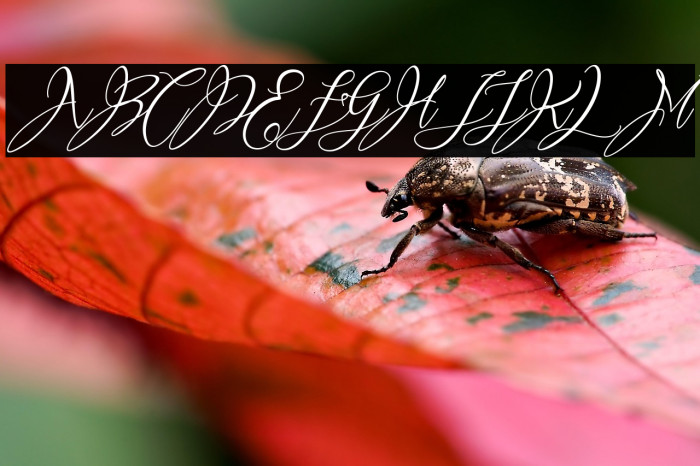 Heartkything Example 3