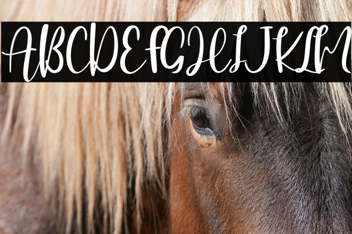 Hearttiger - Personal Use Example 2