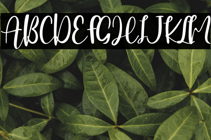 Hearttiger - Personal Use Example 3