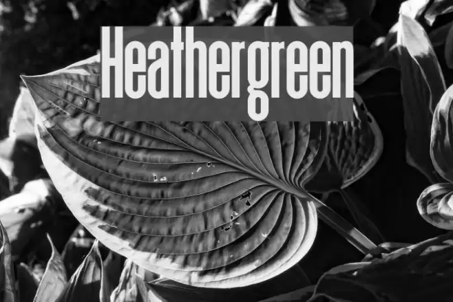 Heathergreen Font examples