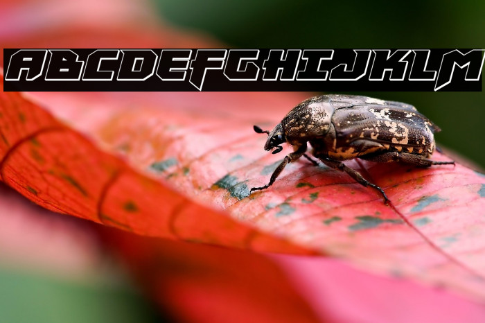 Heavy Copper 3D Italic Example 1