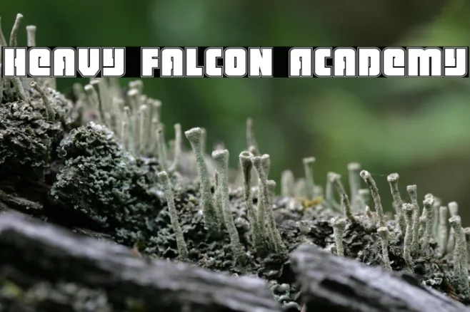 Heavy Falcon Academy Example 3
