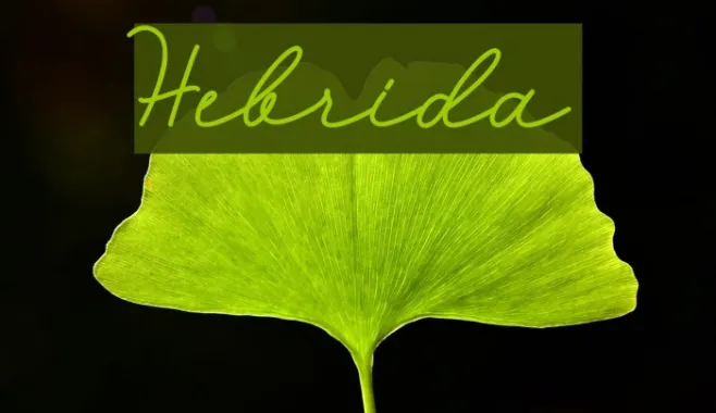 Hebrida Example 2
