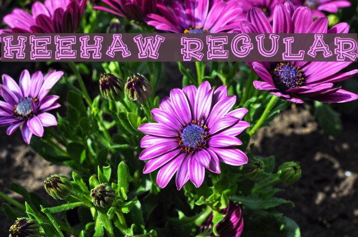 HeeHaw Regular Font examples