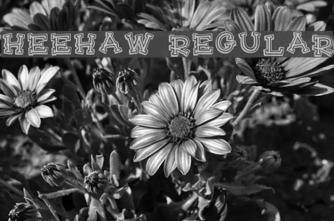 HeeHaw Regular Polices examples