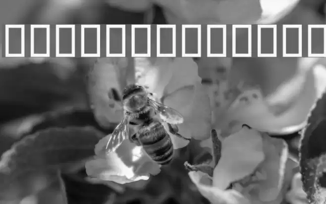 Hejaaz Font examples