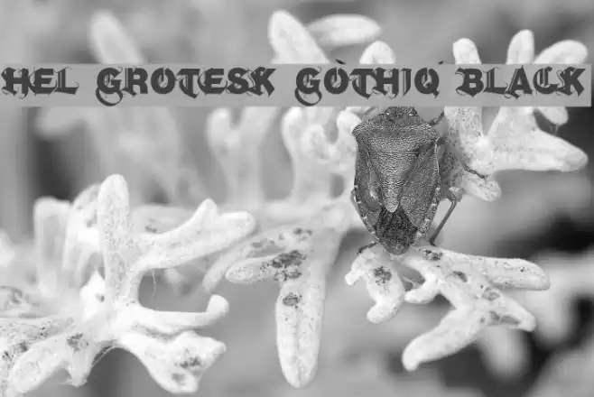 Hel Grotesk Gothiq Black Font examples