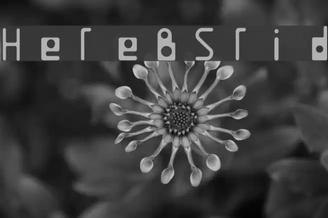 HelenBrownSolid Font examples