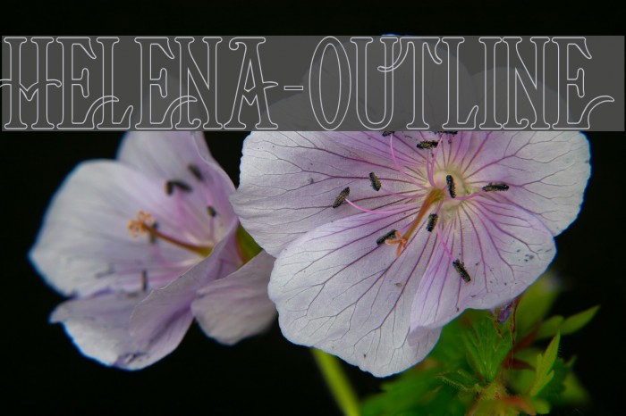 Helena-Outline Font examples