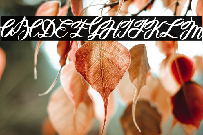 Hellena Italic Example 3