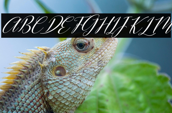 Hellilove Italic Example 1