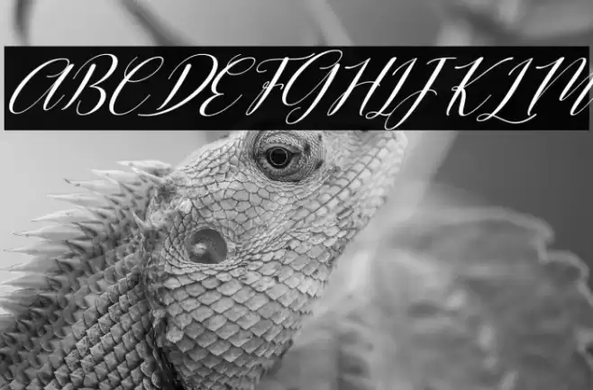 Hellilove Italic Font examples