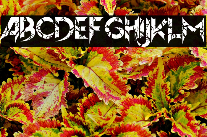 Hellion Roots Example 1