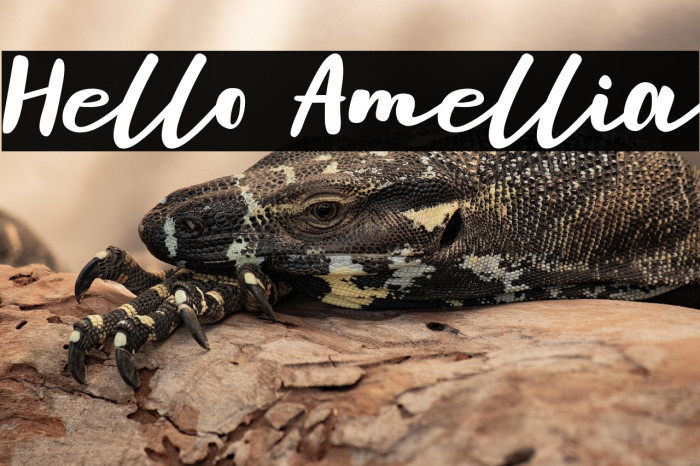 Hello Amellia Example 3