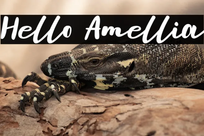 Hello Amellia Example 3
