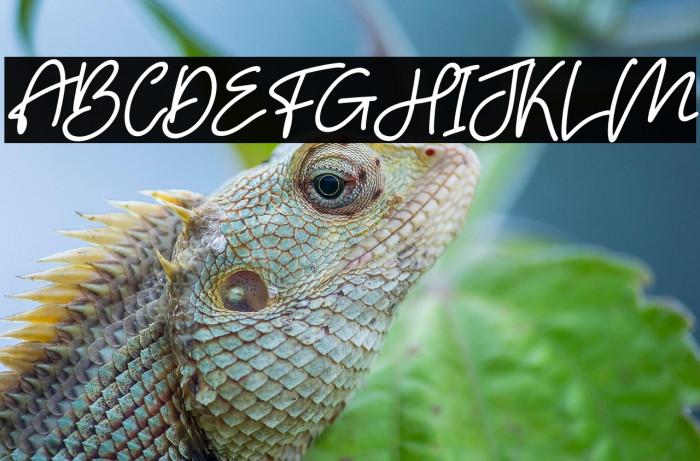 Hello Bird Italic Example 2