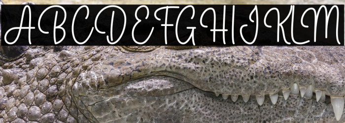 Hello Bunny Example 3