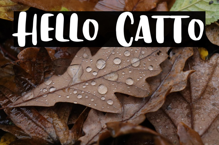 Hello Catto Example 3