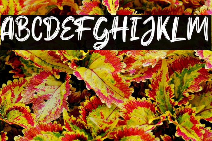 Hello Dear Demo Regular Example 1