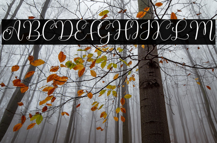 Hello Kamilla Example 1